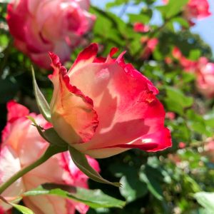 なばなの里、バラ、５月の夏の花、三重県桑名市の観光・撮影スポットの画像と写真