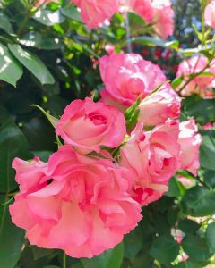 なばなの里、バラ、５月の夏の花、三重県桑名市の観光・撮影スポットの画像と写真