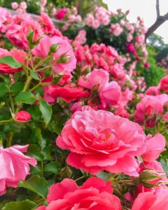 なばなの里、バラ、５月の夏の花、三重県桑名市の観光・撮影スポットの画像と写真
