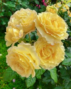 なばなの里、バラ、５月の夏の花、三重県桑名市の観光・撮影スポットの画像と写真