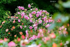南部丘陵公園、バラ、5月夏の花、三重県四日市市の観光・撮影スポットの画像と写真