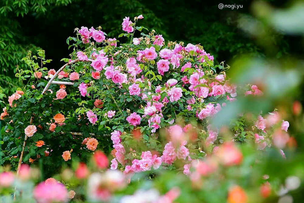 南部丘陵公園、バラ、5月夏の花、三重県四日市市の観光・撮影スポットの画像と写真