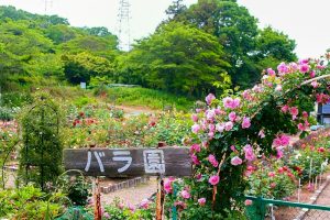 南部丘陵公園、バラ、5月夏の花、三重県四日市市の観光・撮影スポットの画像と写真