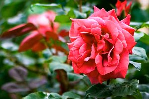 南部丘陵公園、バラ、5月夏の花、三重県四日市市の観光・撮影スポットの画像と写真