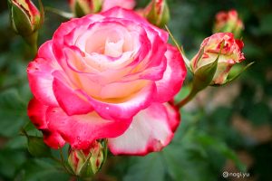 南部丘陵公園、バラ、5月夏の花、三重県四日市市の観光・撮影スポットの画像と写真南部丘陵公園、バラ、5月夏の花、三重県四日市市の観光・撮影スポットの画像と写真