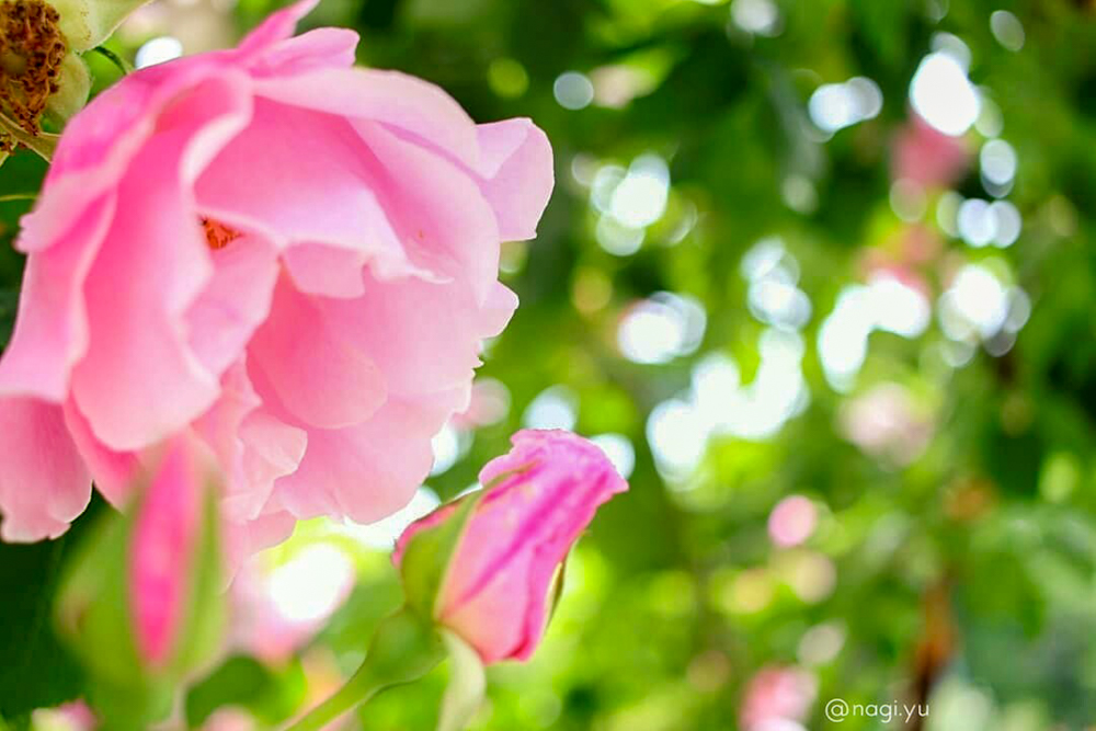 南部丘陵公園、バラ、5月夏の花、三重県四日市市の観光・撮影スポットの画像と写真