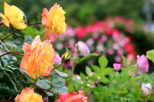 南部丘陵公園、バラ、5月夏の花、三重県四日市市の観光・撮影スポットの画像と写真