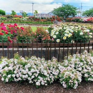 大野町バラ公園、5月夏の花、岐阜県揖斐郡大野町の観光・撮影スポットの画像と写真