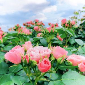 大野町バラ公園、5月夏の花、岐阜県揖斐郡大野町の観光・撮影スポットの画像と写真
