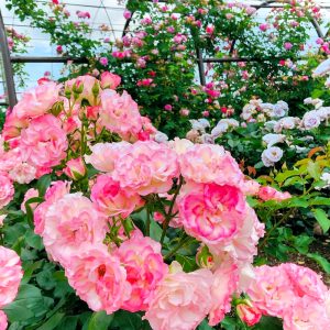 大野町バラ公園、5月夏の花、岐阜県揖斐郡大野町の観光・撮影スポットの画像と写真
