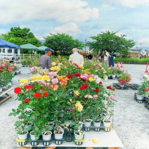 大野町バラ公園、5月夏の花、岐阜県揖斐郡大野町の観光・撮影スポットの画像と写真