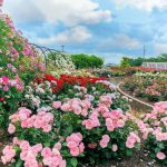 大野町バラ公園、5月夏の花、岐阜県揖斐郡大野町の観光・撮影スポットの画像と写真