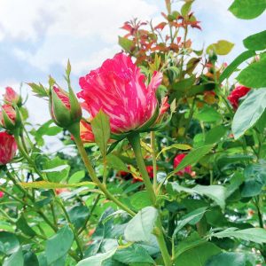 大野町バラ公園、5月夏の花、岐阜県揖斐郡大野町の観光・撮影スポットの画像と写真
