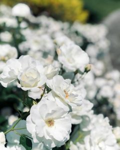 小牧四季の森公園、バラ、5月夏の花、愛知県小牧市の観光・撮影スポットの画像と写真