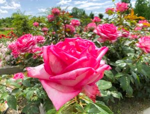 小牧四季の森公園、バラ、5月夏の花、愛知県小牧市の観光・撮影スポットの画像と写真