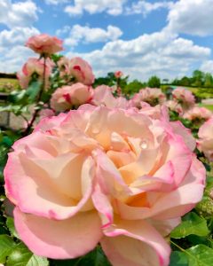 小牧四季の森公園、バラ、5月夏の花、愛知県小牧市の観光・撮影スポットの画像と写真