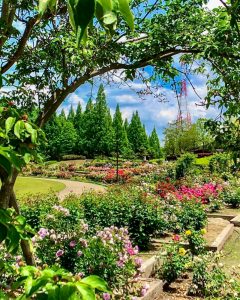 小牧四季の森公園、バラ、5月夏の花、愛知県小牧市の観光・撮影スポットの画像と写真