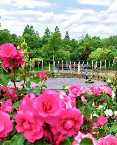 小牧四季の森公園、バラ、5月夏の花、愛知県小牧市の観光・撮影スポットの画像と写真