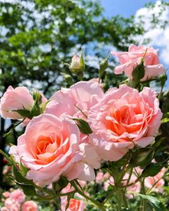 小牧四季の森公園、バラ、5月夏の花、愛知県小牧市の観光・撮影スポットの画像と写真