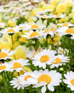 小牧四季の森公園、バラ、5月夏の花、愛知県小牧市の観光・撮影スポットの画像と写真