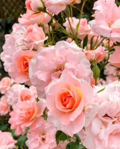 小牧四季の森公園、バラ、5月夏の花、愛知県小牧市の観光・撮影スポットの画像と写真