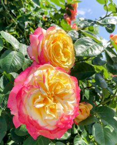 小牧四季の森公園、バラ、5月夏の花、愛知県小牧市の観光・撮影スポットの画像と写真
