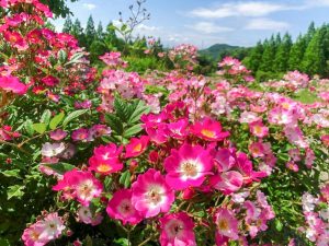 小牧四季の森公園、5月夏の花、愛知県小牧市の観光・撮影スポットの画像と写真