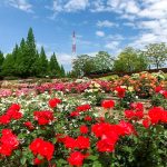 小牧四季の森公園、バラ、5月夏の花、愛知県小牧市の観光・撮影スポットの画像と写真