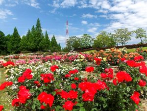 小牧四季の森公園、バラ、5月夏の花、愛知県小牧市の観光・撮影スポットの画像と写真