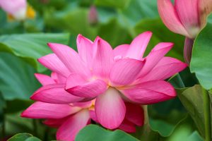 森川花ハス田、7月の夏の花、立田ふれあいの里愛知県愛西市の観光・撮影スポットの画像と写真