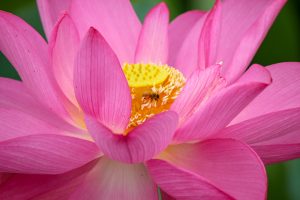 森川花ハス田、7月の夏の花、立田ふれあいの里愛知県愛西市の観光・撮影スポットの画像と写真
