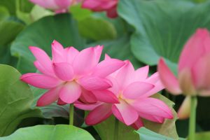 森川花ハス田、7月の夏の花、立田ふれあいの里愛知県愛西市の観光・撮影スポットの画像と写真