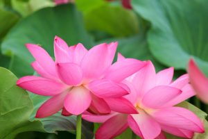 森川花ハス田、7月の夏の花、立田ふれあいの里愛知県愛西市の観光・撮影スポットの画像と写真