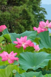 森川花はす田　ハス　7月　夏の花　愛知県愛西市の観光・撮影スポットの画像と写真