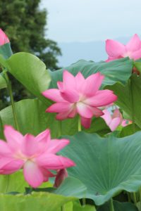森川花ハス田、7月の夏の花、立田ふれあいの里愛知県愛西市の観光・撮影スポットの画像と写真