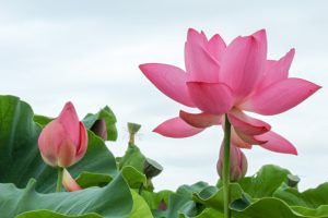 森川花ハス田、7月の夏の花、立田ふれあいの里愛知県愛西市の観光・撮影スポットの画像と写真