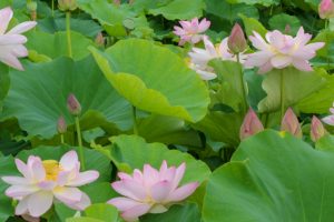 森川花ハス田、7月の夏の花、立田ふれあいの里愛知県愛西市の観光・撮影スポットの画像と写真