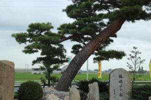 森川花ハス田、7月の夏の花、立田ふれあいの里愛知県愛西市の観光・撮影スポットの画像と写真