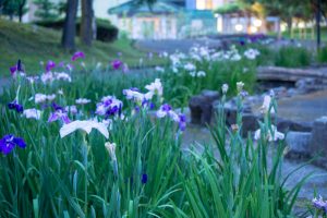 すいとぴあ江南　花しょうぶ　6月　夏の花　愛知県江南市の観光・撮影スポットの画像と写真