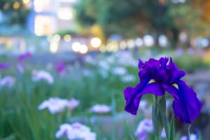 すいとぴあ江南　花しょうぶ　6月　夏の花　愛知県江南市の観光・撮影スポットの画像と写真