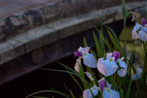 すいとぴあ江南　花しょうぶ　6月　夏の花　愛知県江南市の観光・撮影スポットの画像と写真
