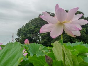 森川花ハス田、7月の夏の花、立田ふれあいの里愛知県愛西市の観光・撮影スポットの画像と写真