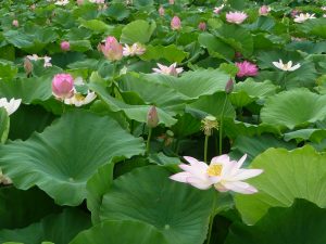 森川花ハス田、7月の夏の花、立田ふれあいの里愛知県愛西市の観光・撮影スポットの画像と写真