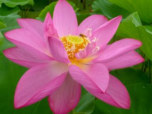 森川花ハス田、7月の夏の花、立田ふれあいの里愛知県愛西市の観光・撮影スポットの画像と写真