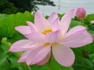 森川花ハス田、7月の夏の花、立田ふれあいの里愛知県愛西市の観光・撮影スポットの画像と写真