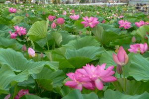 森川花ハス田、7月の夏の花、立田ふれあいの里愛知県愛西市の観光・撮影スポットの画像と写真