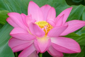 森川花ハス田、7月の夏の花、立田ふれあいの里愛知県愛西市の観光・撮影スポットの画像と写真