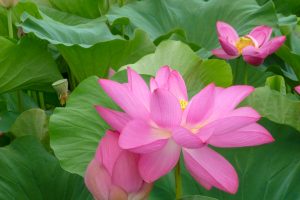 森川花ハス田、7月の夏の花、立田ふれあいの里愛知県愛西市の観光・撮影スポットの画像と写真