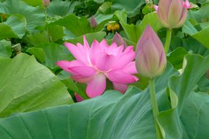 森川花ハス田、7月の夏の花、立田ふれあいの里愛知県愛西市の観光・撮影スポットの画像と写真