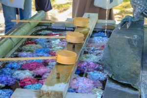 御裳神社(みもじんじゃ)　あじさい　手水舎　6月　夏の花　愛知県一宮市の観光・撮影スポットの画像と写真